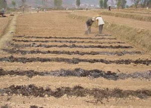 東營自走式翻堆機 有機肥翻拋的綠色環保新選擇